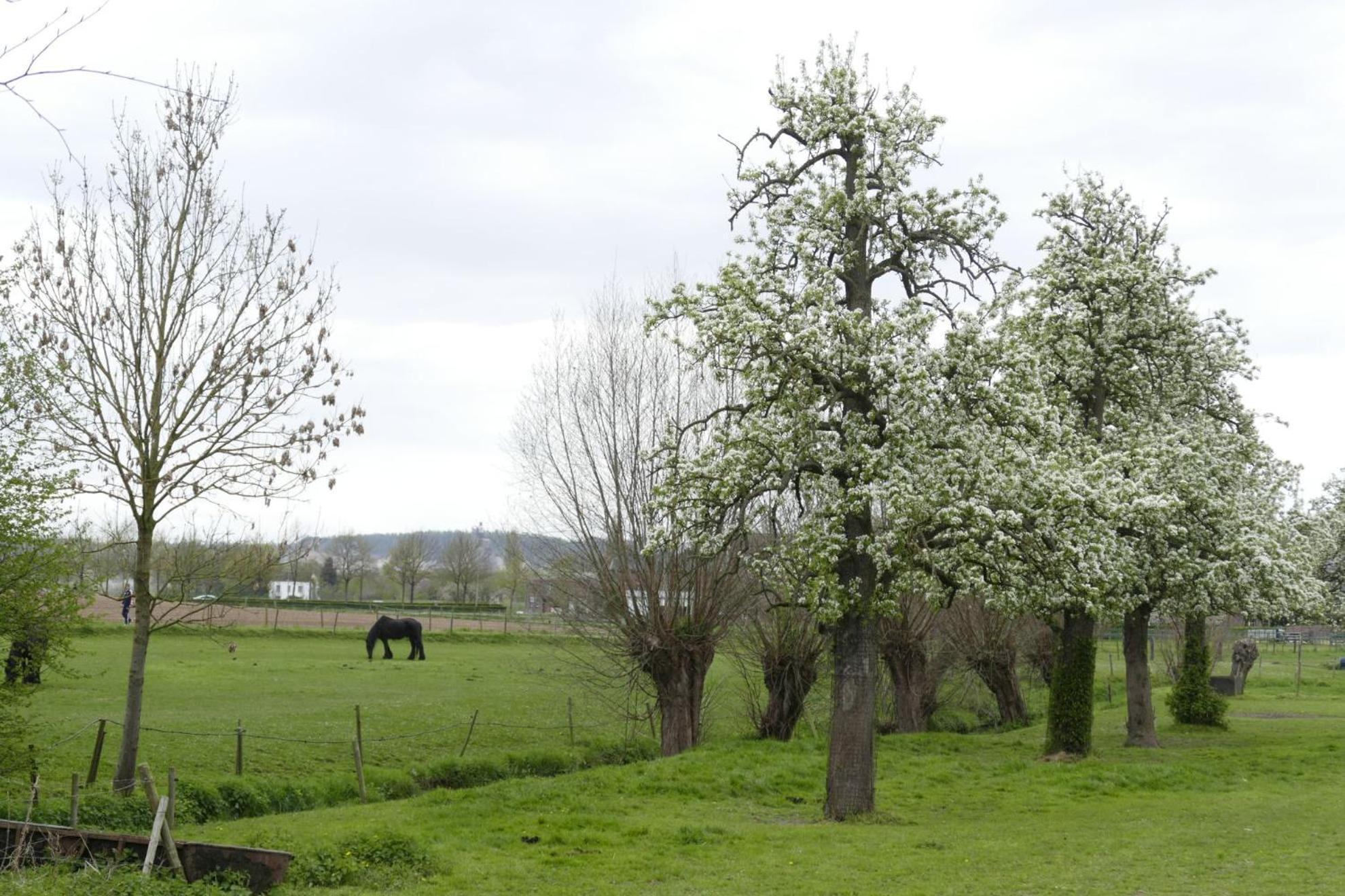 Meschermolen, Overnachten In De Schuur Eijsden Extérieur photo
